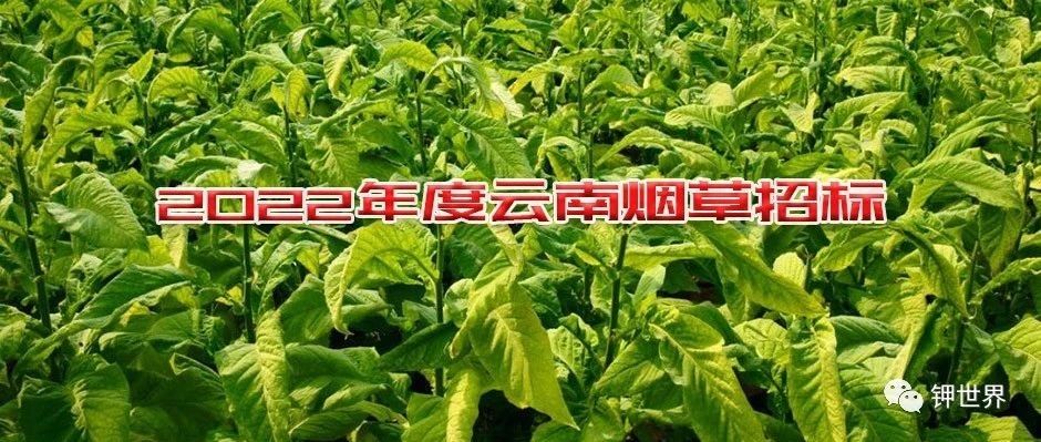  2022年度云南煙草硫酸鉀等肥料招標提前公布